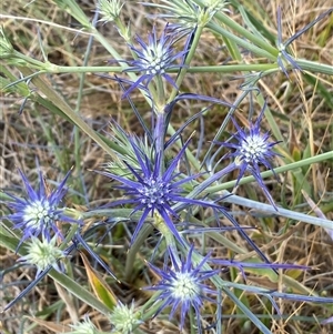 Eryngium ovinum at Gungahlin, ACT - 26 Nov 2024 10:56 AM