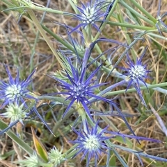 Eryngium ovinum at Gungahlin, ACT - 26 Nov 2024 10:56 AM