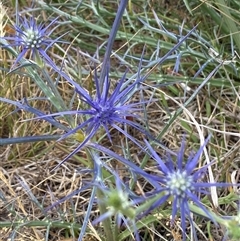 Eryngium ovinum at Gungahlin, ACT - 26 Nov 2024 10:56 AM