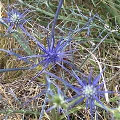 Eryngium ovinum at Gungahlin, ACT - 26 Nov 2024 10:56 AM