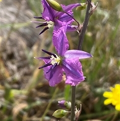 Arthropodium fimbriatum (Nodding Chocolate Lily) at Gungahlin, ACT - 25 Nov 2024 by SteveBorkowskis