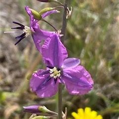 Arthropodium fimbriatum at Gungahlin, ACT - 26 Nov 2024 10:09 AM