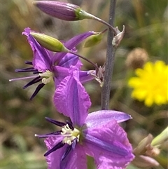 Arthropodium fimbriatum at Gungahlin, ACT - 26 Nov 2024 10:09 AM