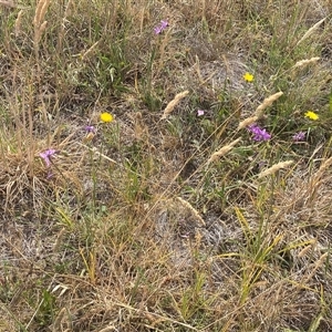 Arthropodium fimbriatum at Gungahlin, ACT - 26 Nov 2024 10:09 AM