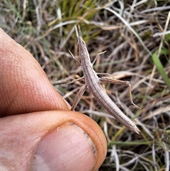 Keyacris sp. (genus) at Nungar, NSW - 26 Nov 2024 by forest17178