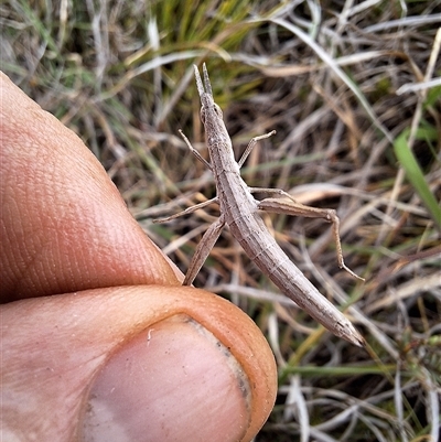 Keyacris sp. (genus) at Nungar, NSW - 26 Nov 2024 by forest17178