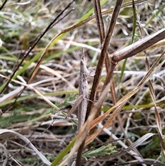 Keyacris scurra at Nungar, NSW - 26 Nov 2024