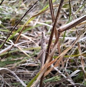 Keyacris scurra at Nungar, NSW - 26 Nov 2024