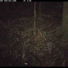 Perameles nasuta (Long-nosed Bandicoot) at Lorne, NSW - 18 Nov 2024 by Butlinz