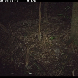 Perameles nasuta at Lorne, NSW - 18 Nov 2024 12:31 AM