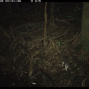 Perameles nasuta at Lorne, NSW - 18 Nov 2024 12:31 AM