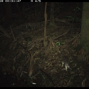 Perameles nasuta at Lorne, NSW - 18 Nov 2024 12:31 AM