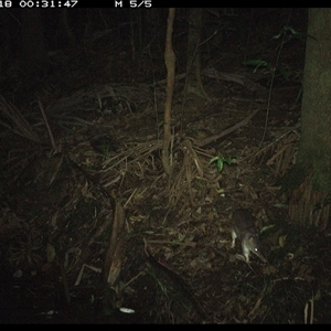 Perameles nasuta at Lorne, NSW - 18 Nov 2024 12:31 AM