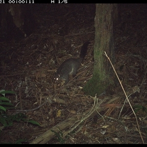 Trichosurus caninus at Lorne, NSW - 21 Nov 2024