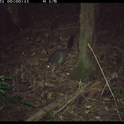 Trichosurus caninus (Mountain Brushtail Possum) at Lorne, NSW - 21 Nov 2024 by Butlinz