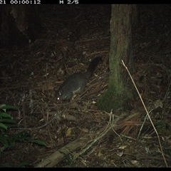 Trichosurus caninus at Lorne, NSW - 21 Nov 2024