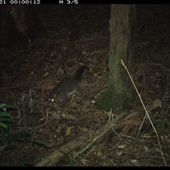 Trichosurus caninus at Lorne, NSW - 21 Nov 2024