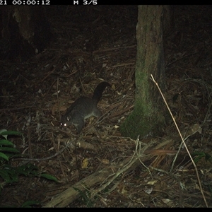 Trichosurus caninus at Lorne, NSW - 21 Nov 2024