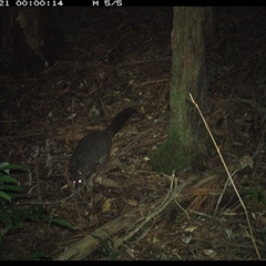 Trichosurus caninus at Lorne, NSW - 21 Nov 2024