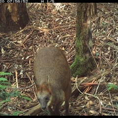 Wallabia bicolor (Swamp Wallaby) at Lorne, NSW - 20 Nov 2024 by Butlinz