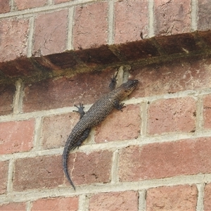 Egernia cunninghami at Bredbo, NSW - 25 Nov 2024 11:30 AM