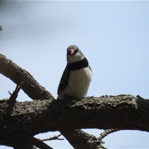 Stagonopleura guttata (Diamond Firetail) at Bredbo, NSW by HelenCross