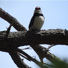 Stagonopleura guttata at Bredbo, NSW - 25 Nov 2024