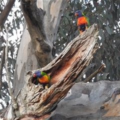 Trichoglossus moluccanus (Rainbow Lorikeet) at Kambah, ACT - 25 Nov 2024 by HelenCross