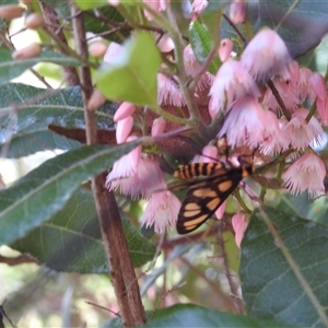 Amata (genus) at Acton, ACT - 26 Nov 2024