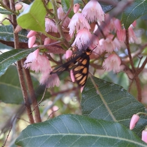 Amata (genus) at Acton, ACT - 26 Nov 2024