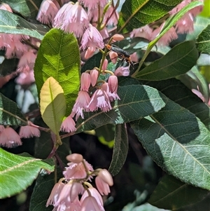 Amata (genus) at Acton, ACT - 26 Nov 2024