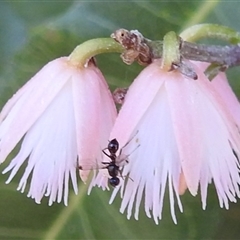 Parapalaeosepsis plebeia at Acton, ACT - 26 Nov 2024 by HelenCross