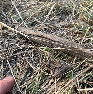 Litoria latopalmata at Tharwa, ACT - 25 Nov 2024 05:40 AM