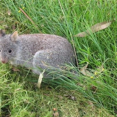 Aepyprymnus rufescens (Rufous Bettong) at The Whiteman, NSW - 22 Jan 2011 by geoffcrispin