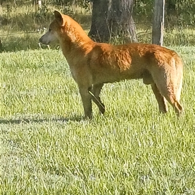 Canis lupus (Dingo / Wild Dog) at The Whiteman, NSW - 11 Apr 2024 by geoffcrispin