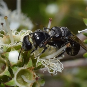 Euryglossa ephippiata at Jerrabomberra, NSW - 25 Nov 2024