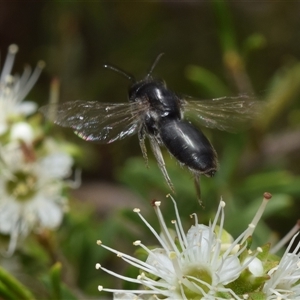 Euryglossa ephippiata at Jerrabomberra, NSW - 25 Nov 2024