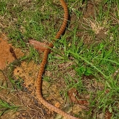 Boiga irregularis (Brown Tree Snake) at The Whiteman, NSW - 6 Apr 2024 by geoffcrispin