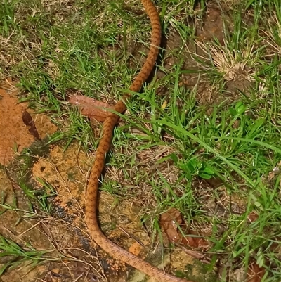 Boiga irregularis (Brown Tree Snake) at The Whiteman, NSW - 6 Apr 2024 by geoffcrispin