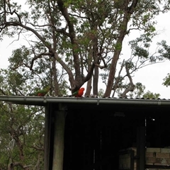 Alisterus scapularis (Australian King-Parrot) at The Whiteman, NSW - 30 Oct 2010 by geoffcrispin