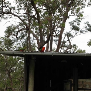 Alisterus scapularis (Australian King-Parrot) at The Whiteman, NSW by geoffcrispin