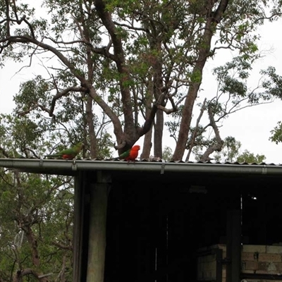 Alisterus scapularis (Australian King-Parrot) at The Whiteman, NSW - 30 Oct 2010 by geoffcrispin