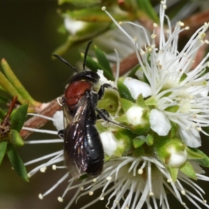 Euryglossa ephippiata at Jerrabomberra, NSW - 25 Nov 2024