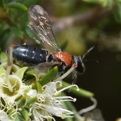 Euryglossa ephippiata at Jerrabomberra, NSW - 25 Nov 2024