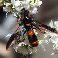 Pterygophorus cinctus (Bottlebrush sawfly) at Acton, ACT - 26 Nov 2024 by HelenCross