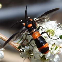 Pterygophorus cinctus at Acton, ACT - 26 Nov 2024 11:38 AM