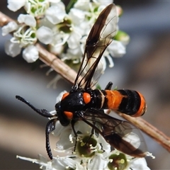 Pterygophorus cinctus at Acton, ACT - 26 Nov 2024 11:38 AM