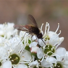 Unidentified True fly (Diptera) at Acton, ACT - 26 Nov 2024 by HelenCross