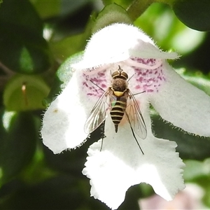 Australiphthiria hilaris (Slender Bee Fly) at Acton, ACT by HelenCross