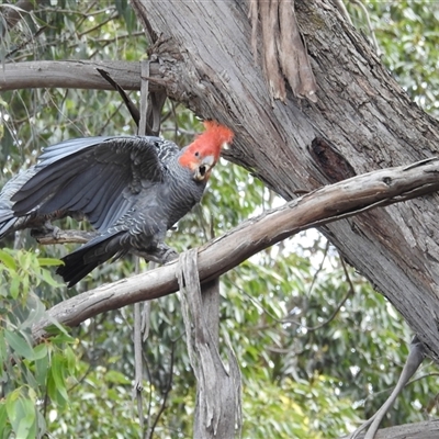 Callocephalon fimbriatum (Gang-gang Cockatoo) at Acton, ACT - 26 Nov 2024 by HelenCross